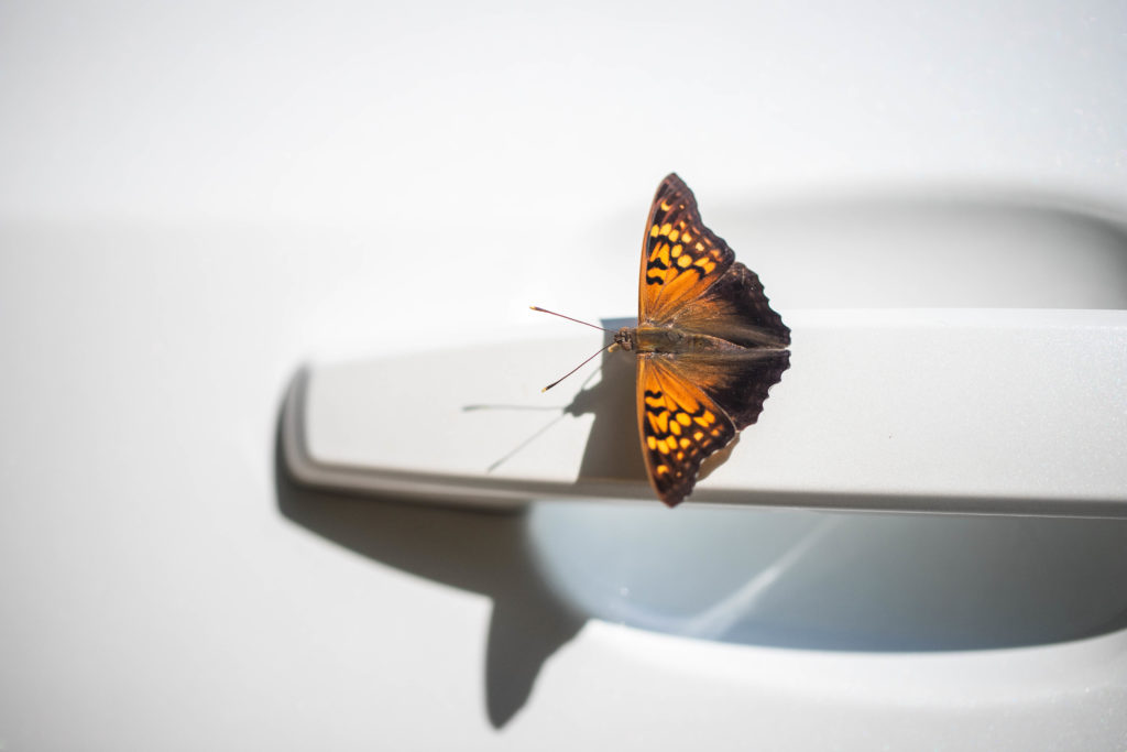 a butterfly flying around a Kettle Moraine State Park campsite |  camping activities with kids