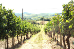 Vineyard