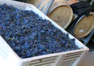 Amici Grapes