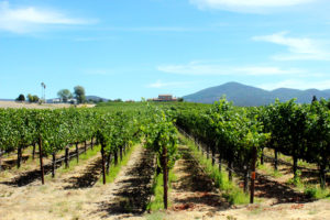 Napa Valley Vineyard