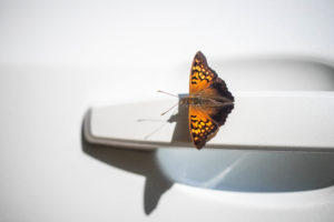 a butterfly flying around a Kettle Moraine State Park campsite | camping activities with kids
