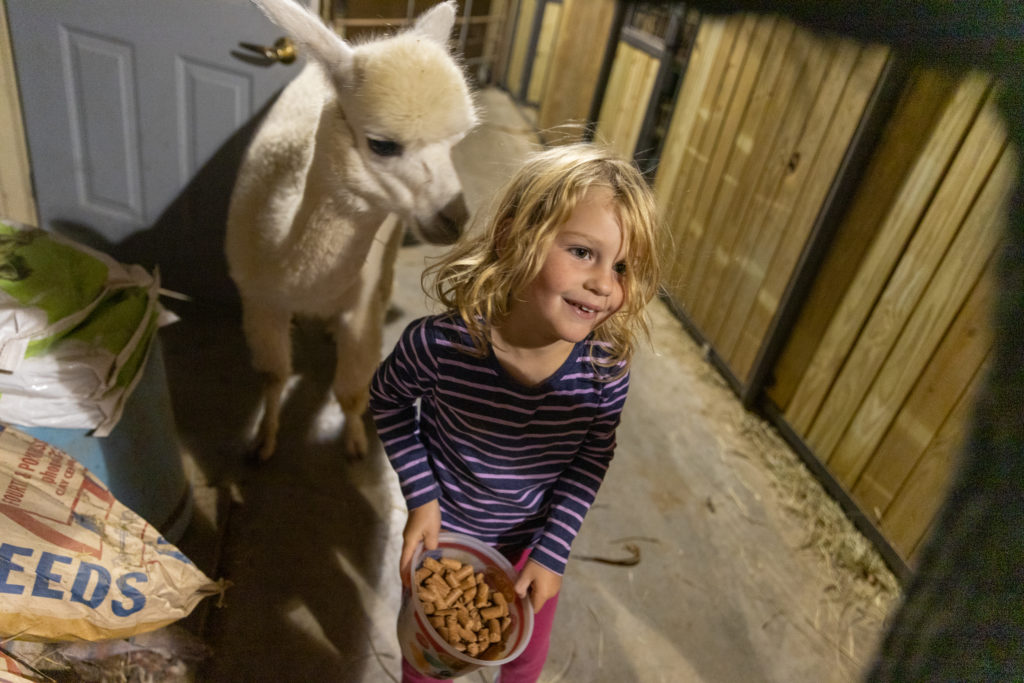 4 year old feeds alpacas while staying at a Harvest Host Alpaca Farm in Kansas